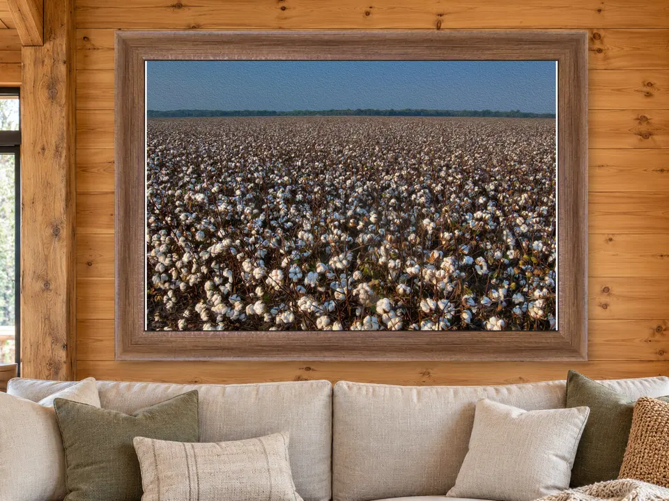 Calm Elegance Cotton Field Framed Wall Art framed on a wall